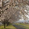 河原の桜並木