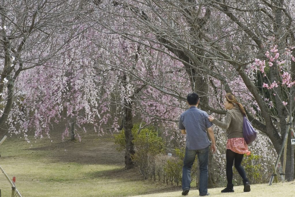 桜の花の下