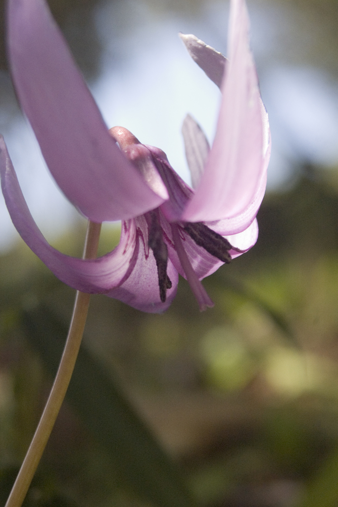 かたくりの花３