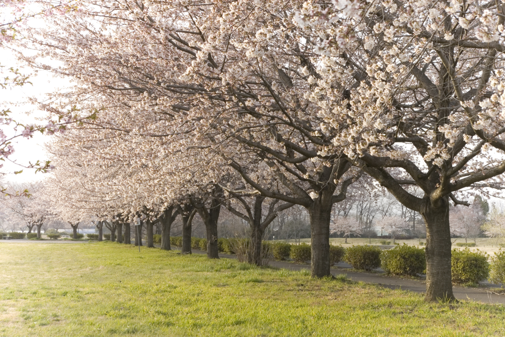 桜の風