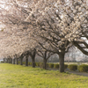 桜の風