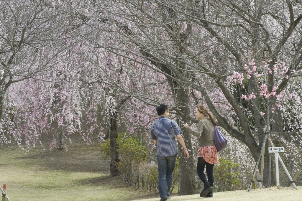 桜見守る中で
