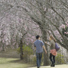 桜見守る中で