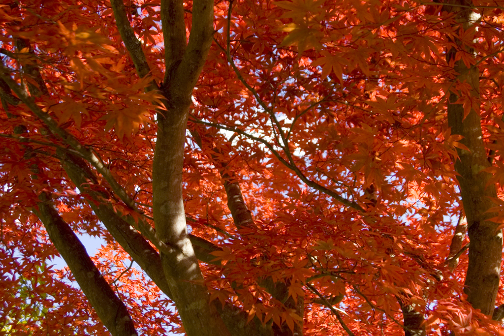 赤い紅葉に足を止めて