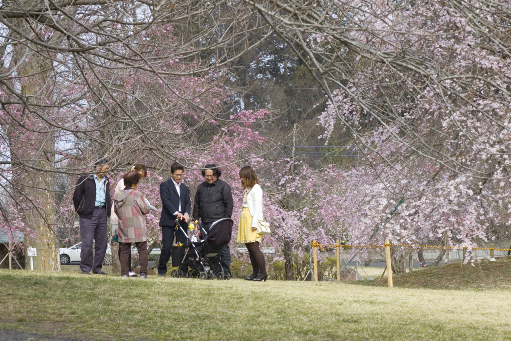 初桜