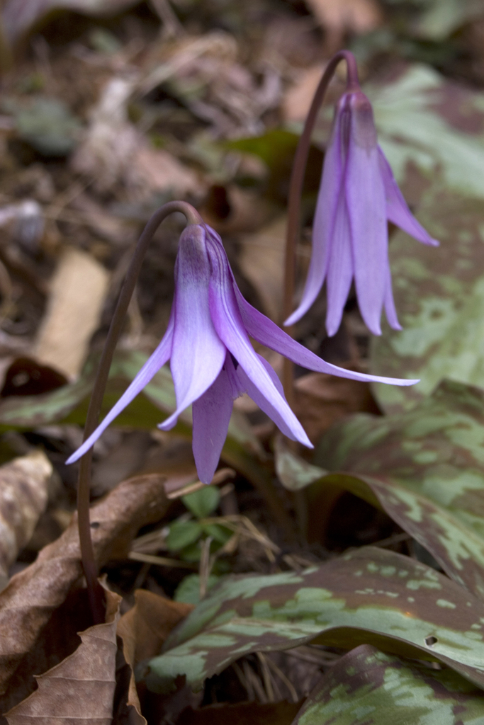 かたくりの花４