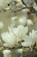 白木蓮
