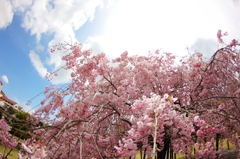 枝垂桜