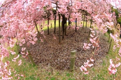 桜のじゅうたんとカーテン2