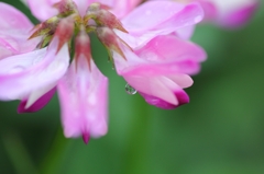 蓮華の涙