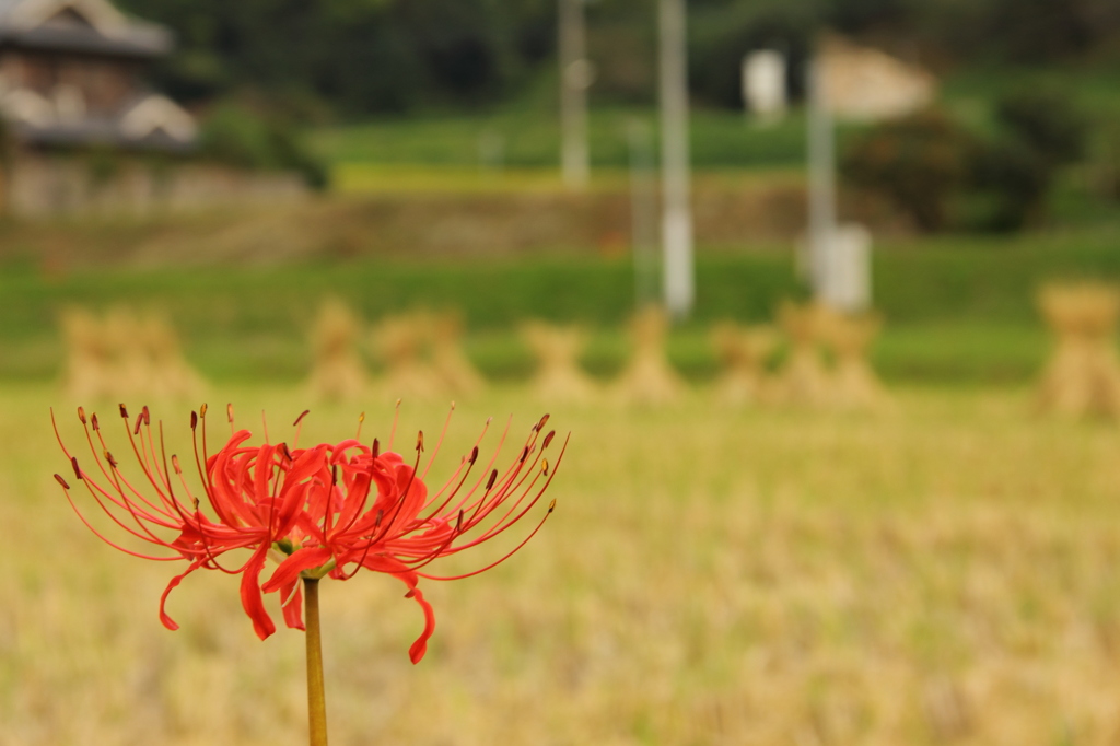 彼岸花
