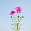 「夏から秋への一歩」