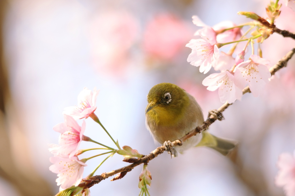 桜に包まれて