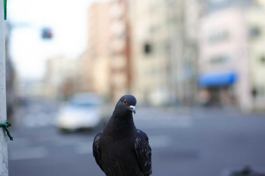 えっ僕？この街好きですよ。