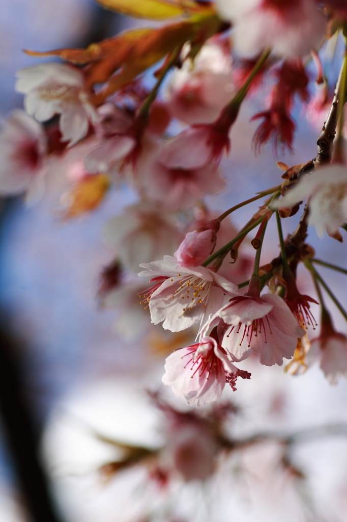 寒桜