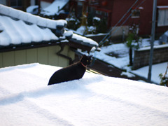 雪が降る