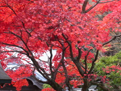 根香寺の紅葉2010年秋