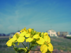 菜の花