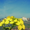 菜の花