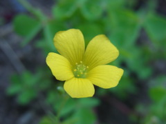 草花