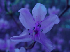 つつじ