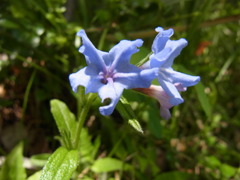 山に咲く花
