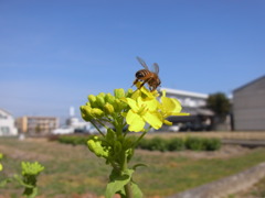 菜の花　と　蜜蜂
