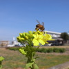 菜の花　と　蜜蜂