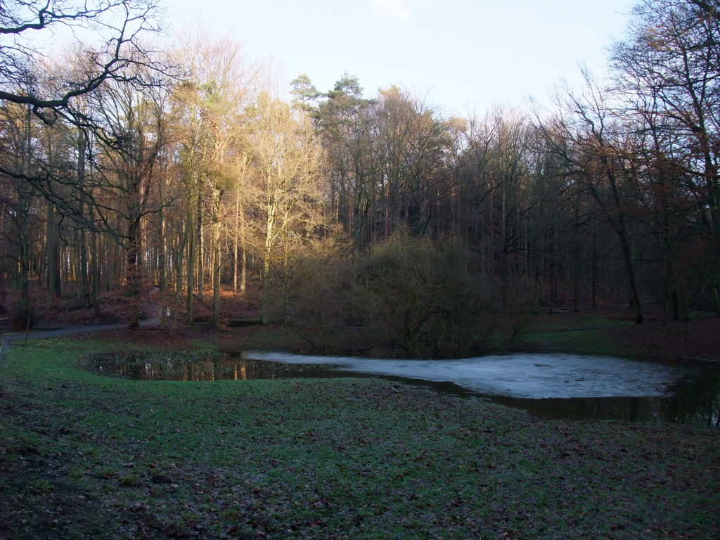 Foret de Soignes