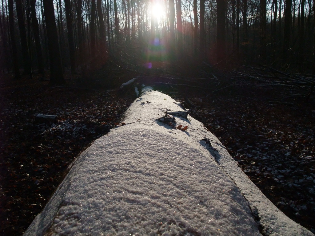Foret de Soignes