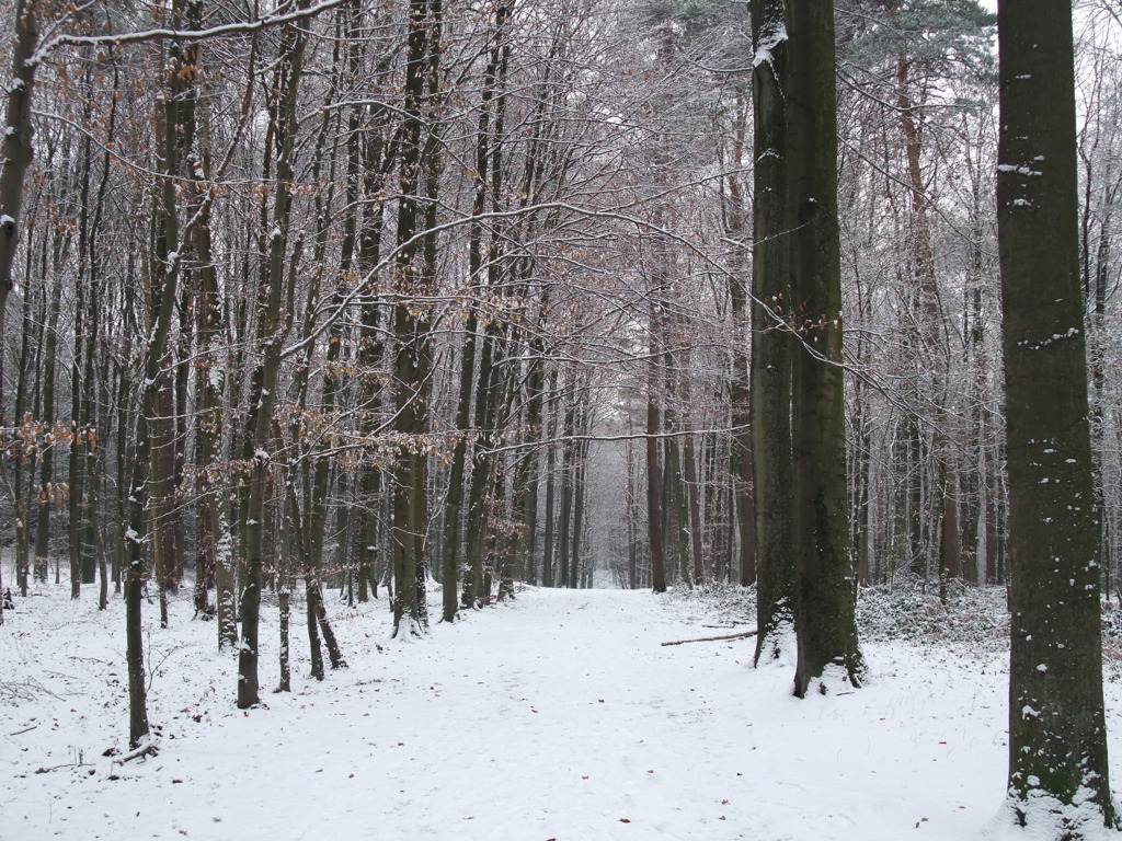 Foret de Soignes