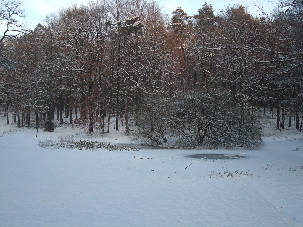 Foret de Soignes