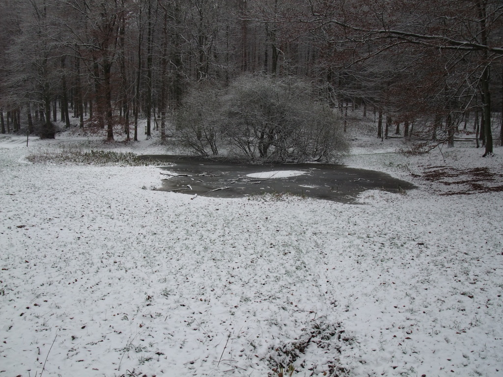 Foret de Soignes