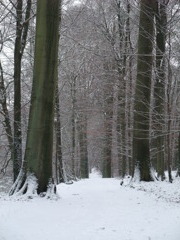 Foret de Soignes