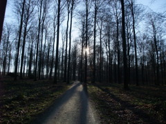 Foret de Soignes