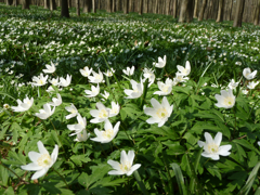 森には一面春が