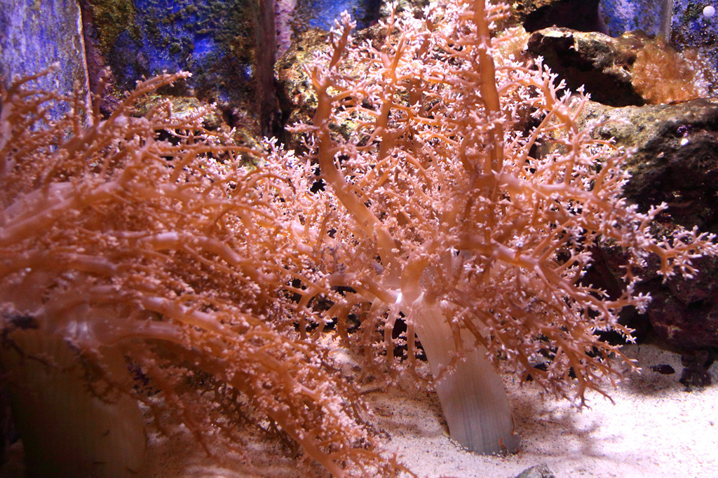 美ら海水族館