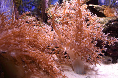美ら海水族館
