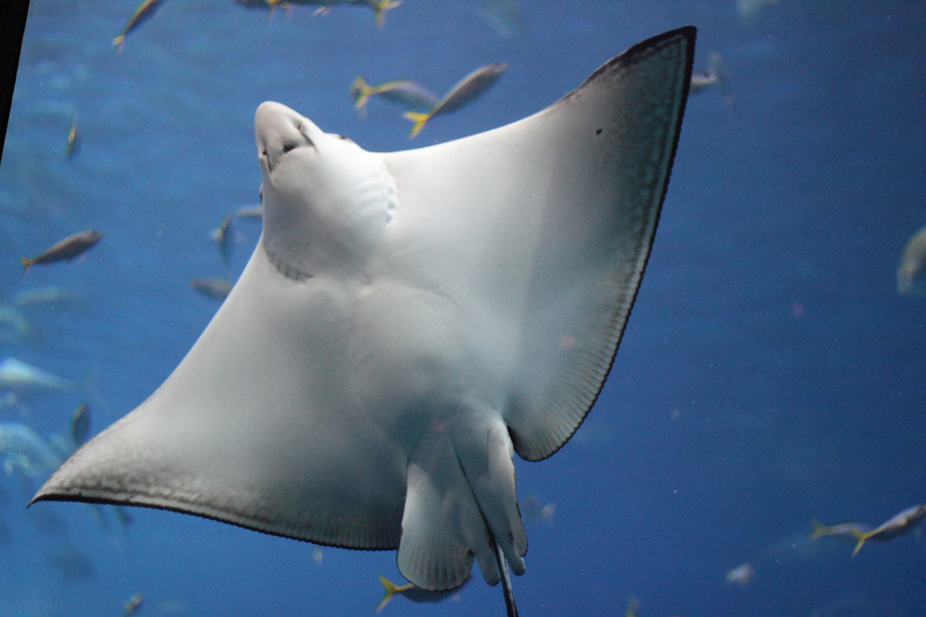 美ら海水族館