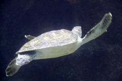 美ら海水族館