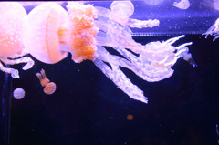 美ら海水族館