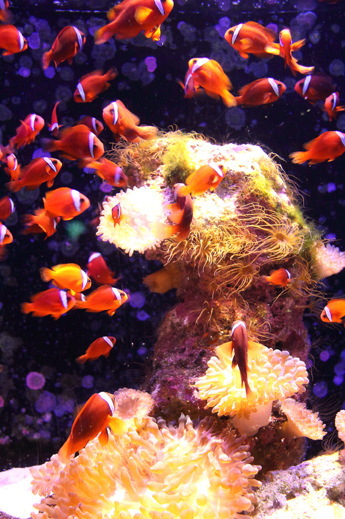 美ら海水族館
