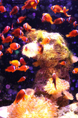 美ら海水族館