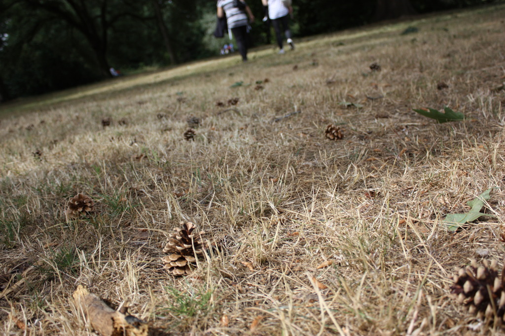pinecone