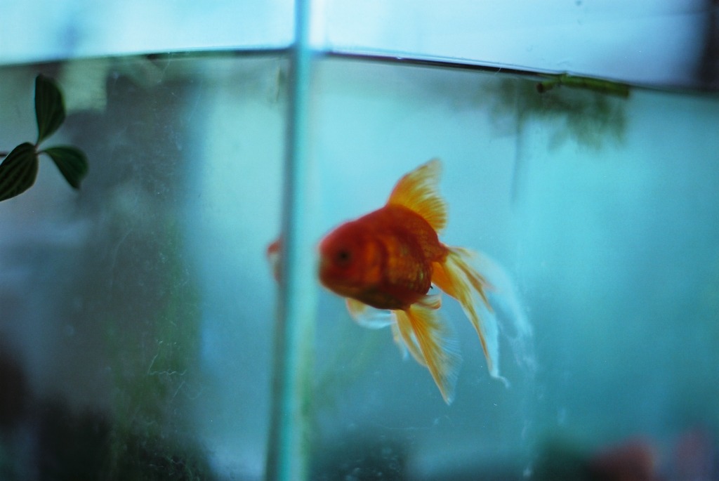 そして金魚