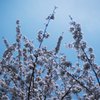 sakura2012_2
