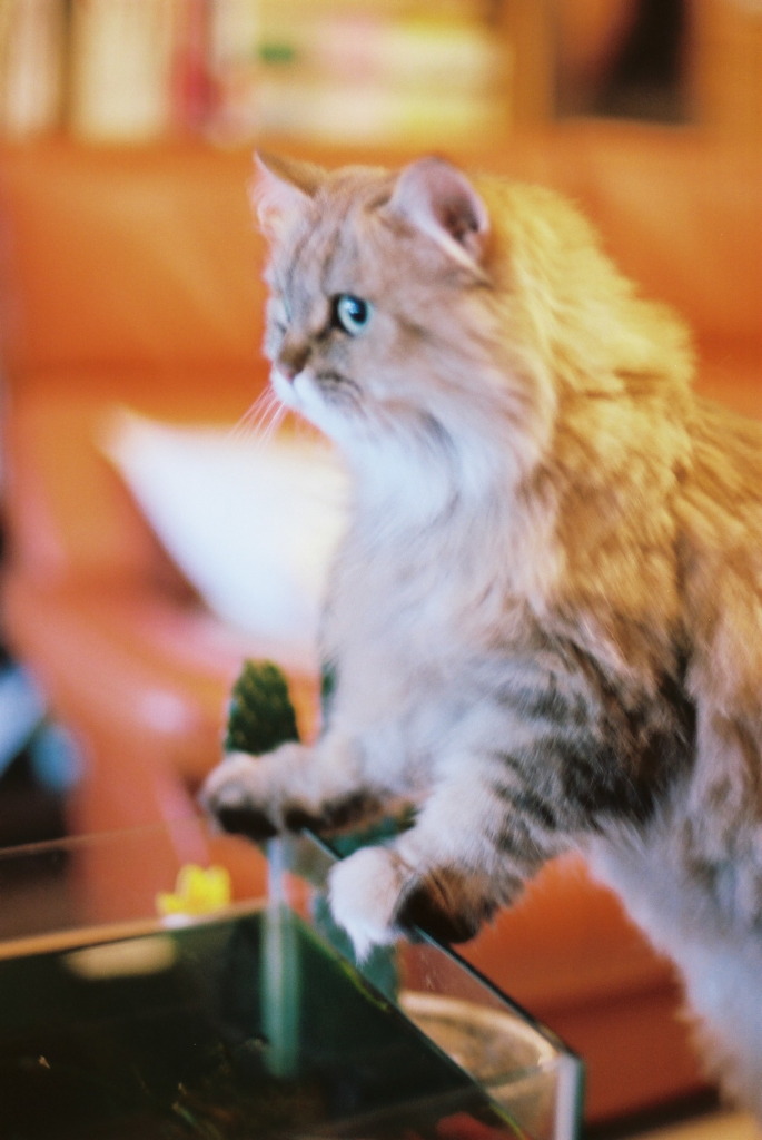 猫と金魚02