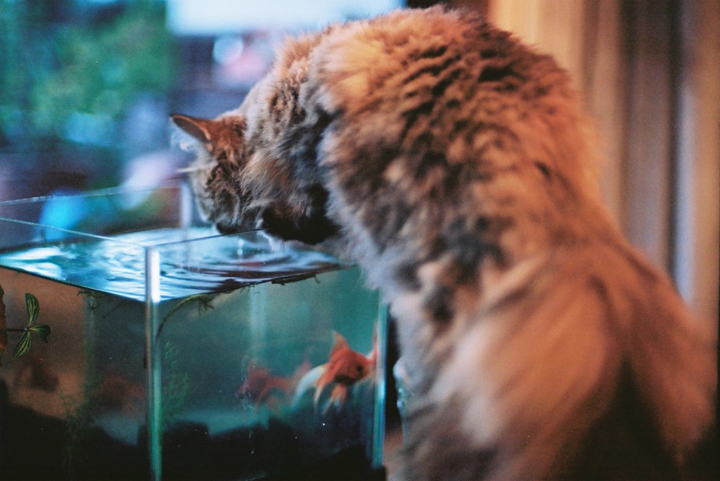 猫と金魚01