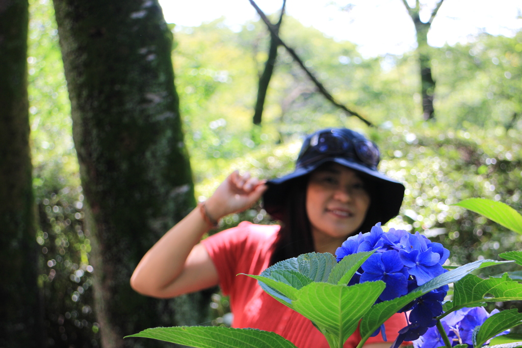 紫陽花