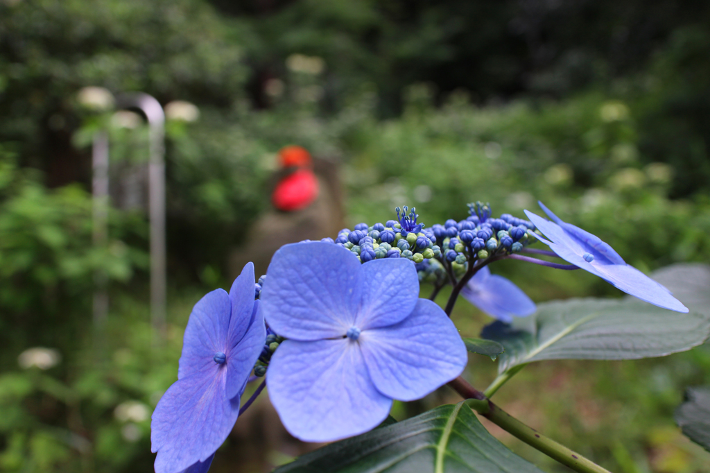 紫陽花